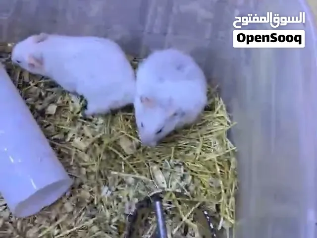 هامستر لون ابيض سوري للبيع