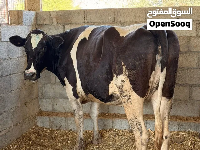 الذبح الخميس المن ب18ریال التفاصيل فالوصف