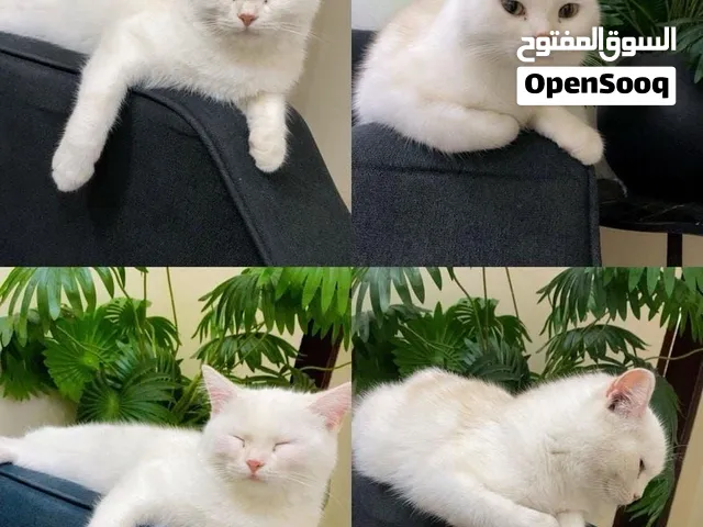 قطه أنثى مكس