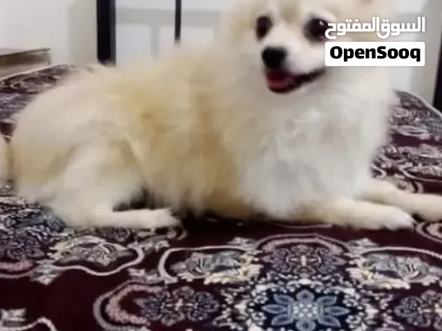 كلب بومرينيان مع جميع اغراضه ودفتر مطاعيم