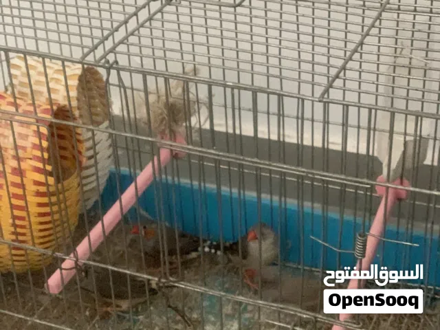 جوزين فنج معشش