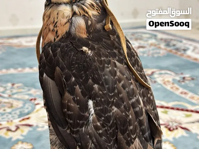 للبيع جير شاهين جرناس2 صائد الأرنب والحبارا وا الكروان وا الصلال وا الحريش مايشكي من شي إلا من صيح