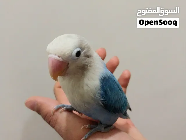 فرد فيشر تأكيل يدوي