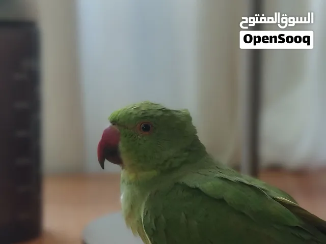 ببغاء الدره الهندي ذكر للبيع