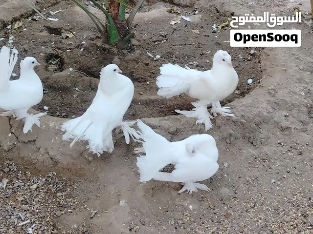حمام زينه فانتيل وعرايس مفولات