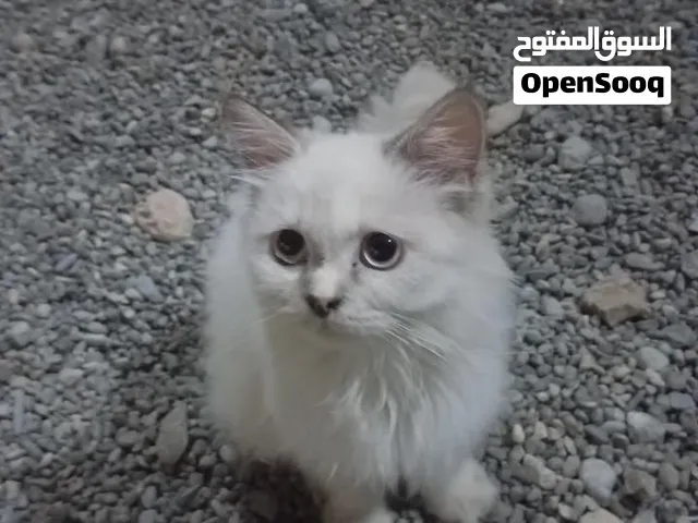 قطه شيىرازيه