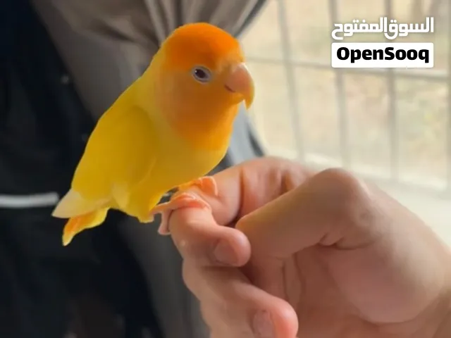 طير لافبرد متعلم هدد داخلني و خارجي