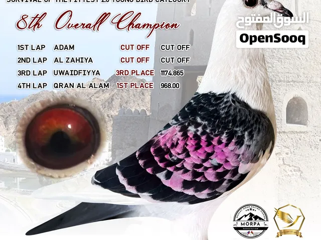 For sale racing pigeon