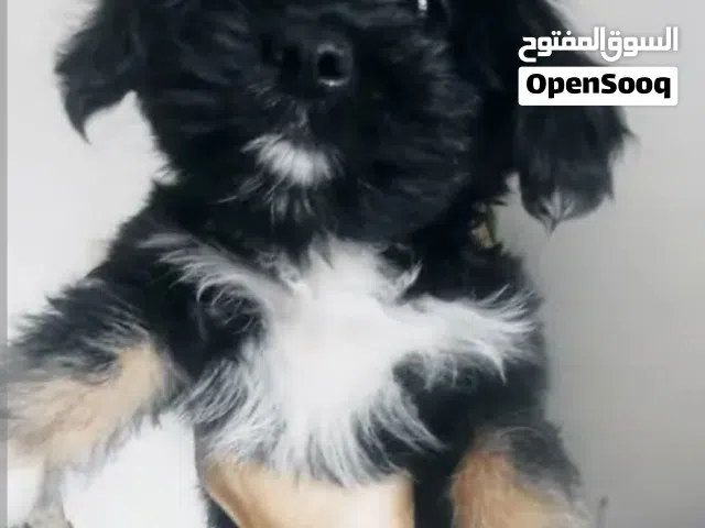 كلب يوركشاير للبيع عمر شهرين ونصف واخد كل التطعيمات اللازمة. بالبوكس والبوتى للحمام