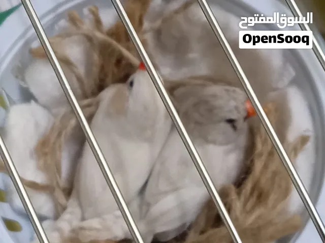 جوز عصافير جنه شغال مع قفص