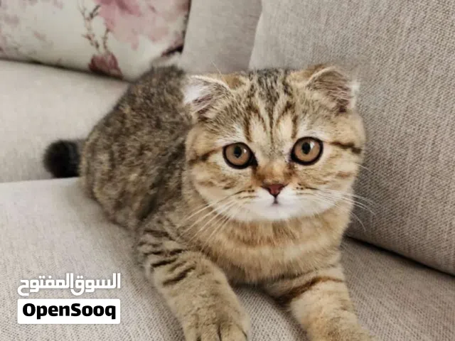 Scottish fold British short-hair female 8 months