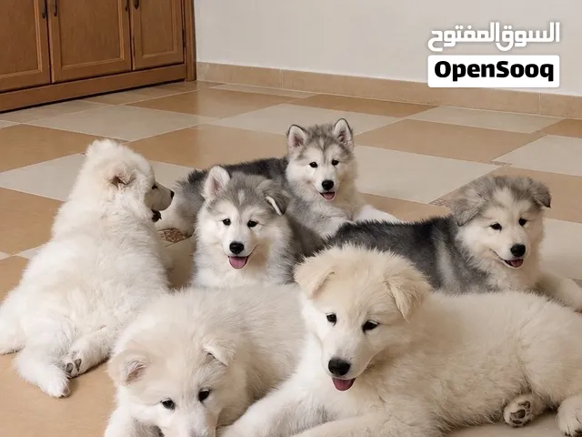 جرو هاسكي للبيع