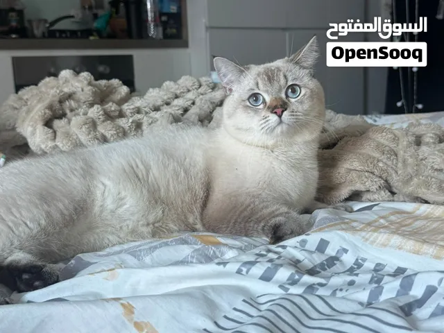 للتبني قطط ذكر