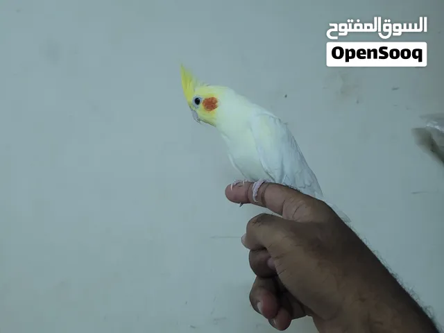 كوكتيل لاتينو عيون حمر اليف