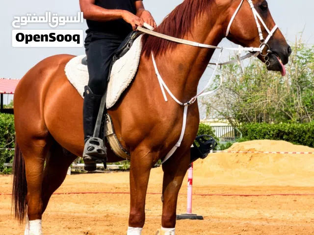 Horse For Sale