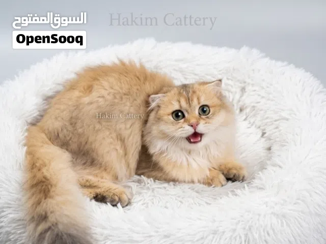 الملكة يلديز سكوتش فولد جولد لونج هير - 5 شهور - مطعمة بالدفتر