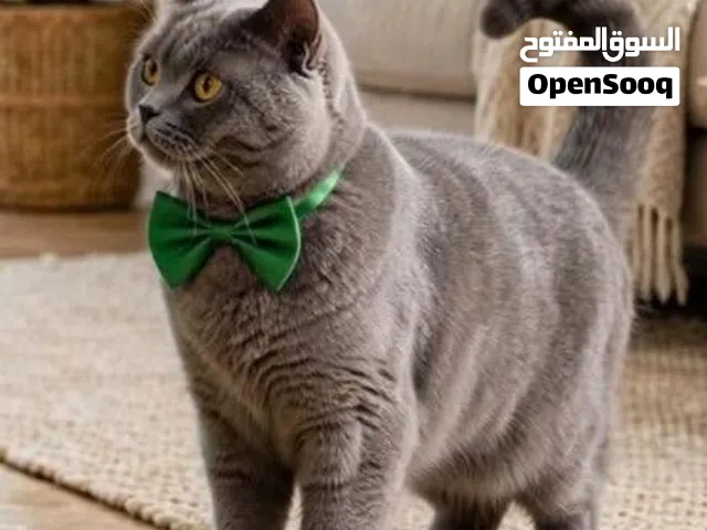 متاح انتي برتش شورت هير ستريت استراد تركيا اقرا الوصف التواصل ع خاص فقط