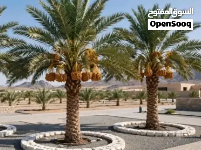 نخيل عربي من افخم مزارع مخدومه