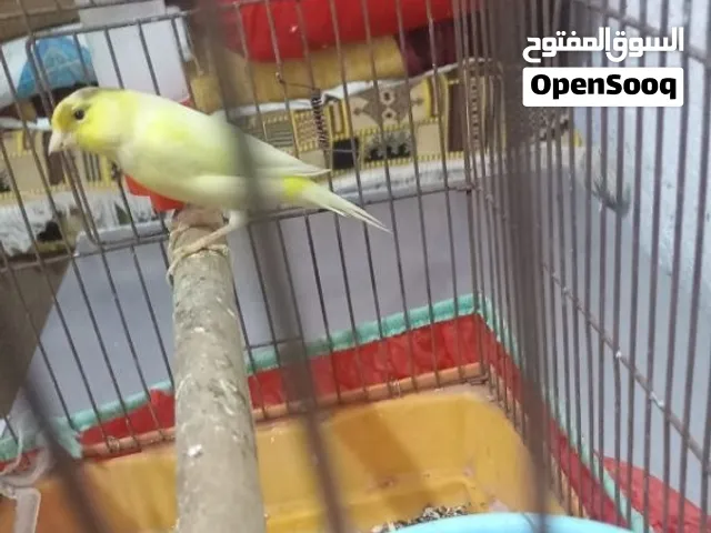 كناري فول للبيع