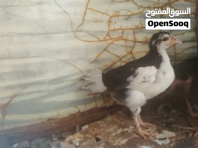 دجاج الله ييارك