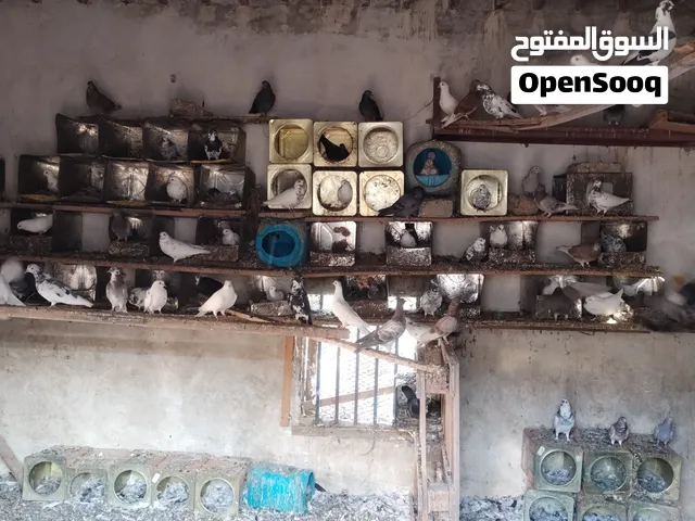 حمام للبيع بلدي