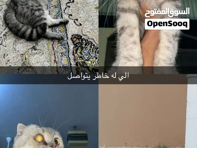 سكوتش فولد للبيع