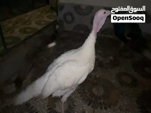 البيع ديك رومي ذكر