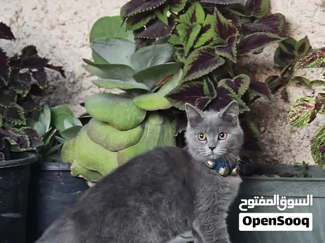بريطاني بريتش لونغ هير ازرق ذكر 7شهور ومستواه عالي ونسل صافي مرتب