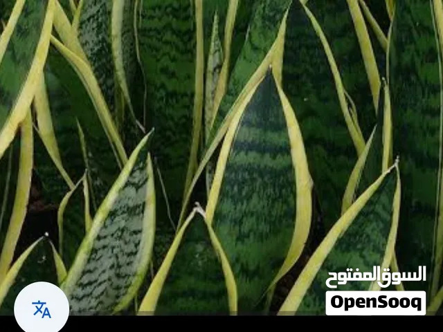 تركتر حراث جميع الأراضي الزراعيه تشييك جميع الأراضي والمزارع
