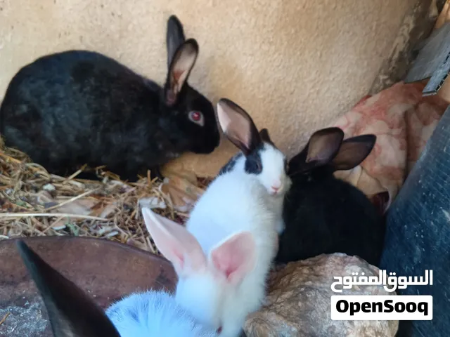أرانب بلديه للبيع