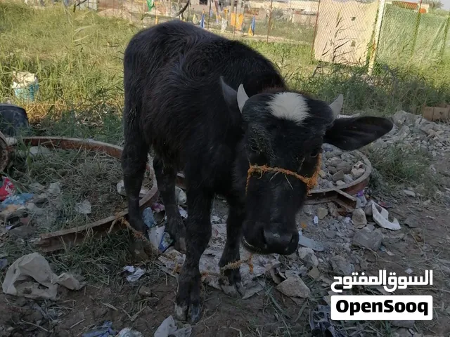 صمون يابس ومطحون