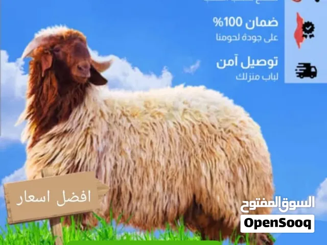 قصاب تحت الطلب جميع المناطق الكويت