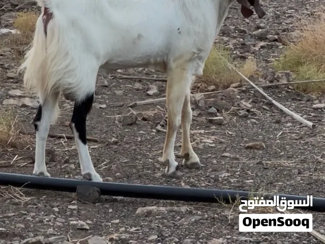 للبيع فحل باكستاني اصل ماشاءالله حجمه عن عجل وكل إنتاجه توم 2و3