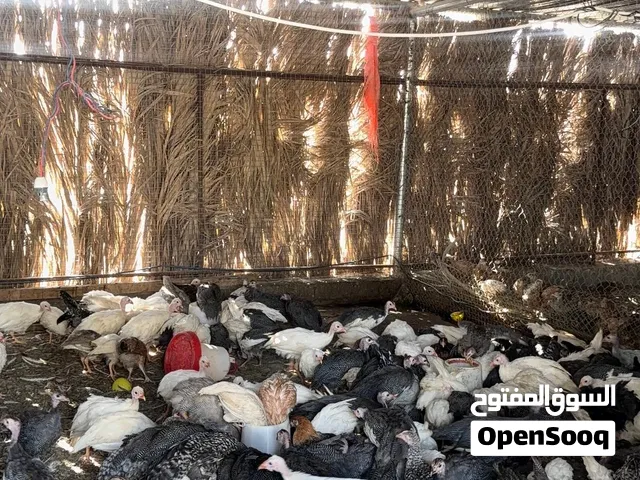 حبشي ممتاز للتربية والقضاء على الحشرات والدواب