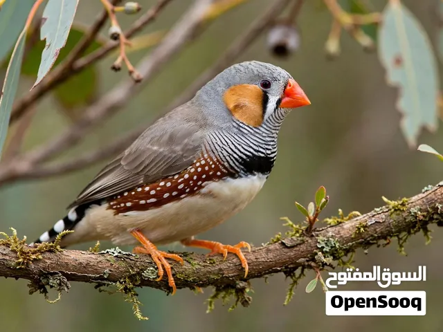 مطلوب زيبرا