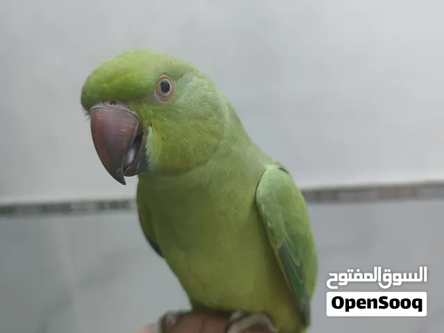 دره نثيه للبيع اقره لوصف