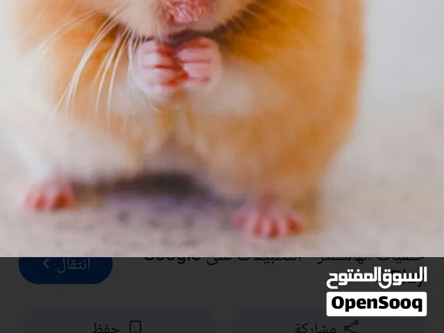 هامستر مع قفص وطعام للبيع