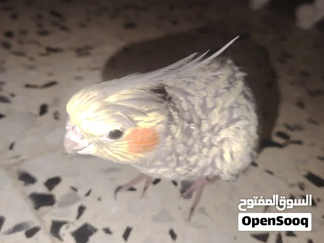 عصفور بركاديلو كوكتيل للبيع