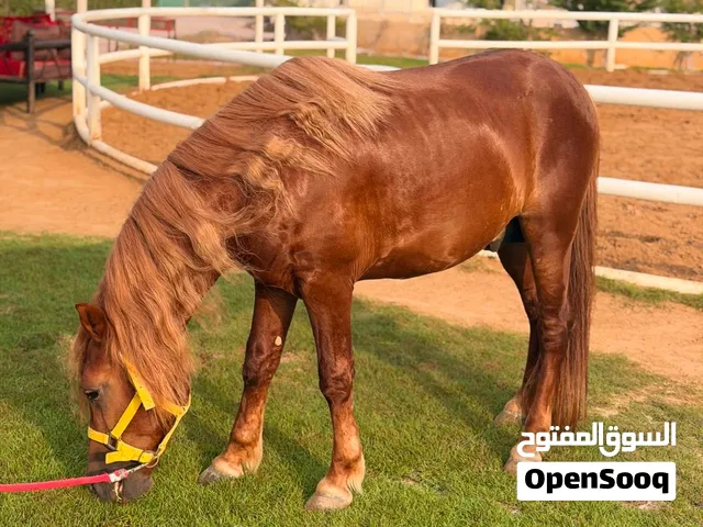 Poni horse for sale