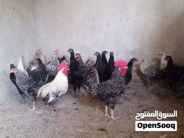 20فرخة وديكين.