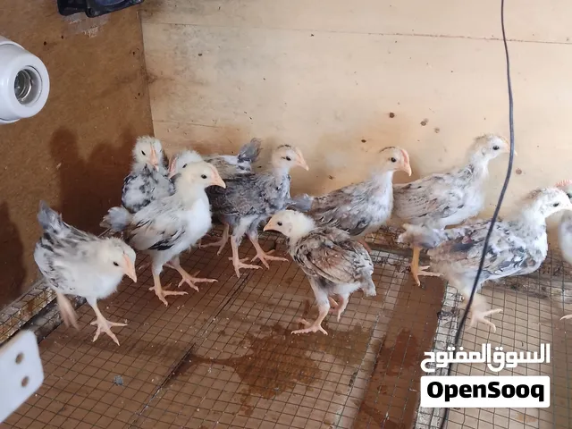 ديوجه كويتي العدد 10 تواصل واتساب اقراء الوصف