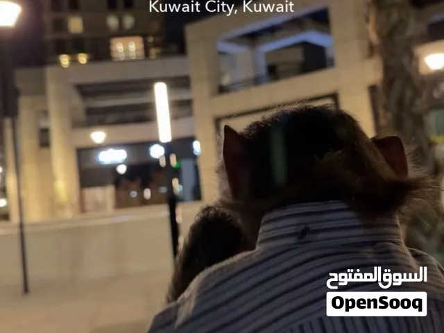 قرد للبيع ذكر