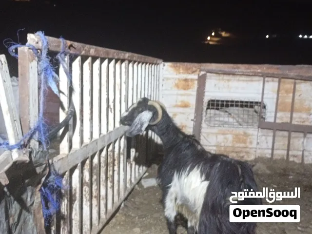 عنز رعوية سن جمع نضيف هاده جديد