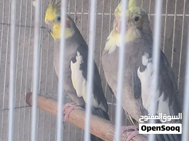 زوووج كوكتيل شرط الانتاج كلش حلوات وخشنات وصحتهن زينه ومبزرات عندي تقريبا 3 مرات للبيع او مراوس بغير