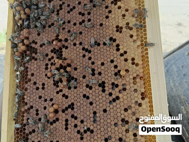 نحل للبيع جاهز للموسم وبه زوائد