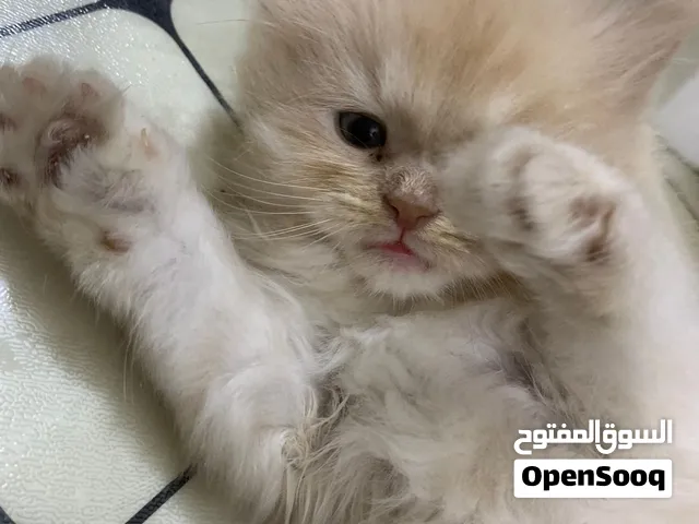 قطط للبيع نضيفات