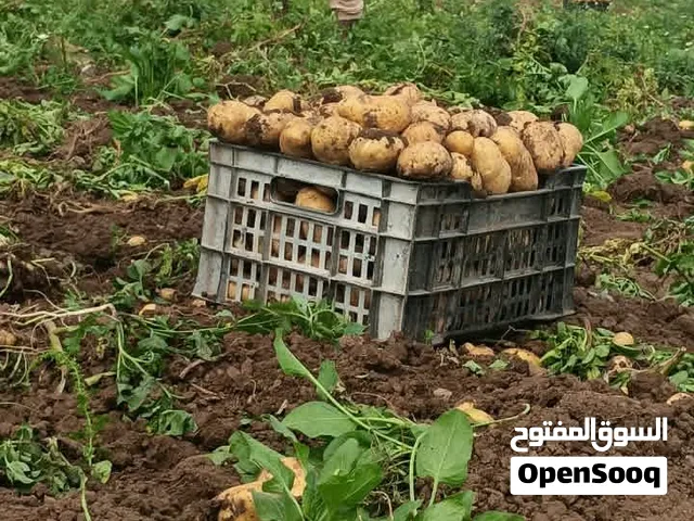 البطاط الطازج: ارفع مستوى طبخك.