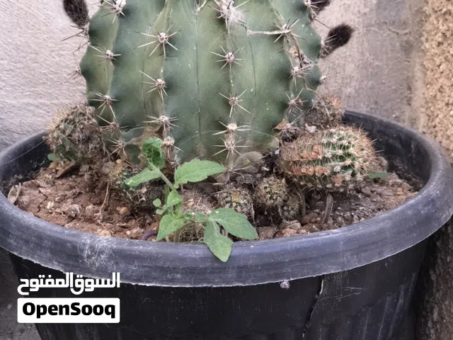 نباتات زينة /الوفيرا /صبارات/مدادات /