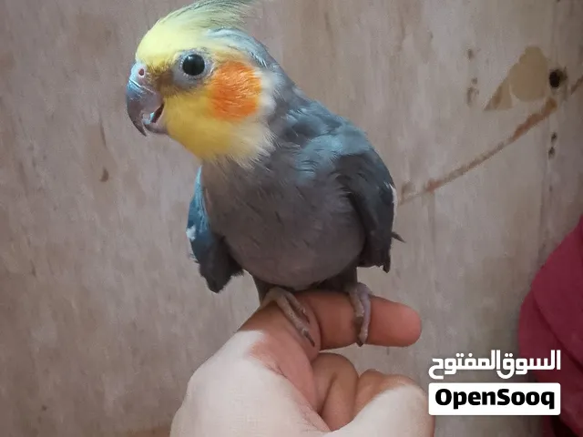 متاح فحل كوكتيل أليف طينه اخوان طير وهوه على اليد يغرد ويكول كوكو يغني
