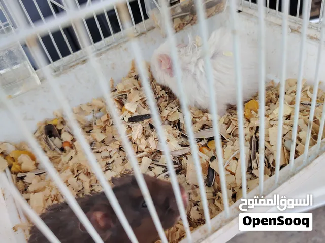 هامستر ذكور 2 لتبني جيب قفصك وتعال شلهم بلاش